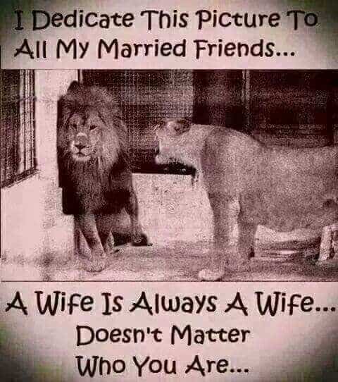 lions